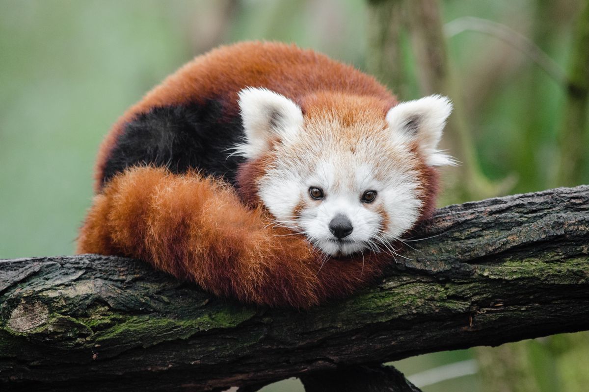 new panda