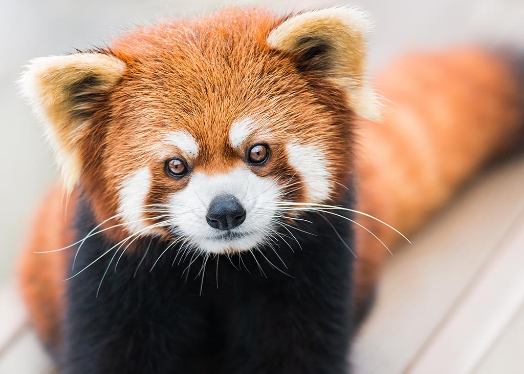 Image of A red panda